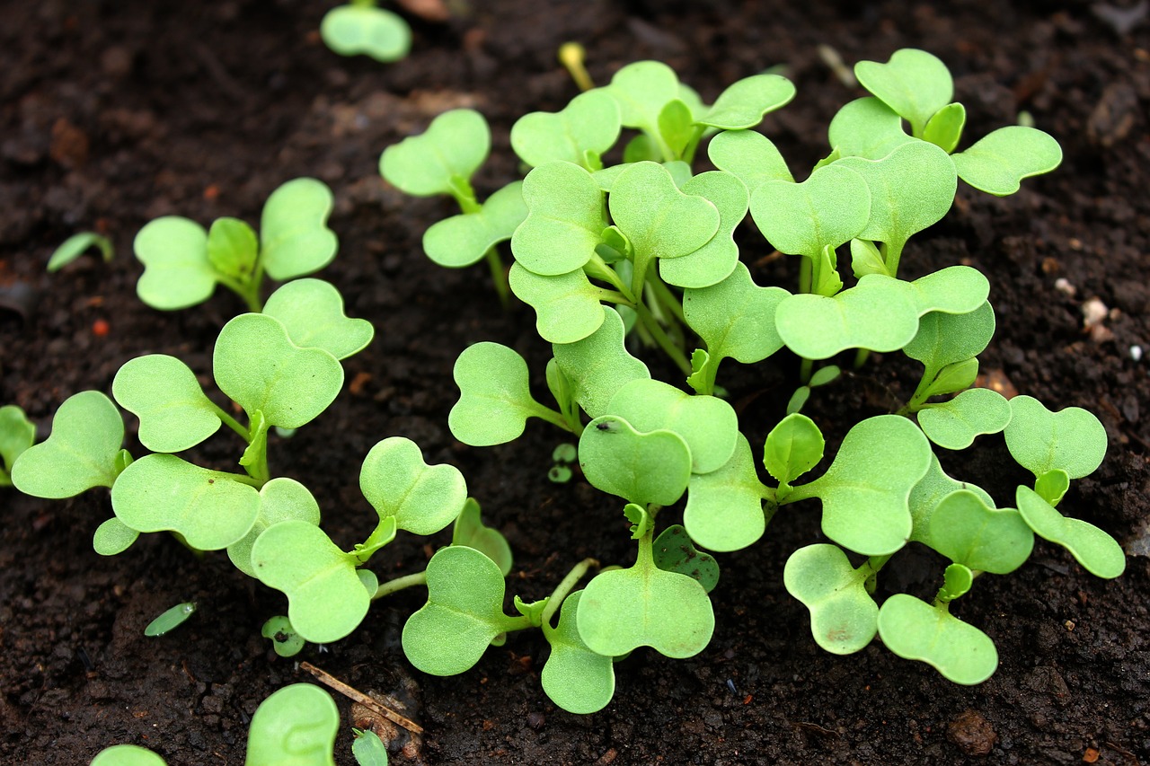 bok choy growing, planting, vegetable